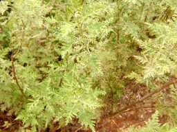 Artemisia afra leaves
