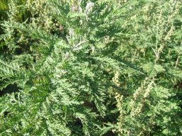 Artemisia afra