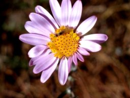 Athrixia elata