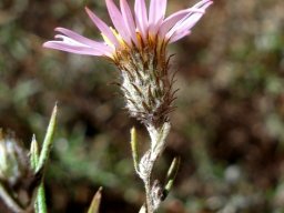 Athrixia elata