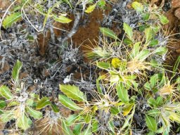 Blepharis capensis