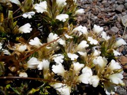 Blepharis capensis in flower
