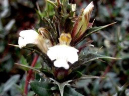 Blepharis capensis stem-tip