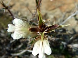 Blepharis capensis flowers