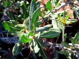 Blepharis capensis young leaves