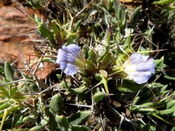Blepharis furcata flowers