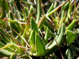 Blepharis furcata leaves