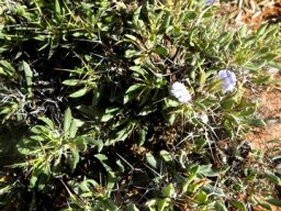 Blepharis furcata