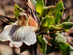 Blepharis capensis ageing flower
