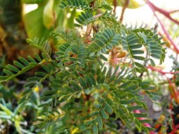 Caesalpinia bracteata