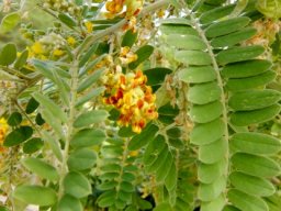 Calpurnia woodii leaves