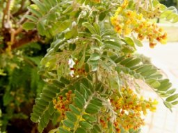 Calpurnia woodii flowers