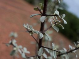 Catophractes alexandri thorns