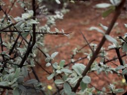 Catophractes alexandri branches