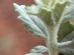 Catophractes alexandri stem-tip leaves