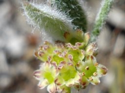 Centella difformis flowers