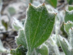 Centella difformis leaf