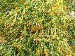 Chironia baccifera