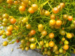 Chironia baccifera early fruiting
