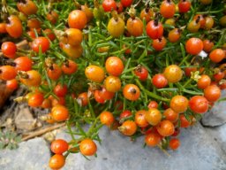 Chironia baccifera and ancient doctrine