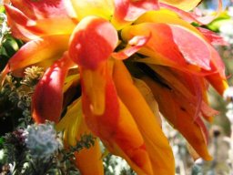 Liparia splendens subsp. splendens flowering at Silvermine