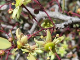 Gloveria integrifolia branched inflorescence