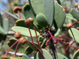Gloveria integrifolia leaves