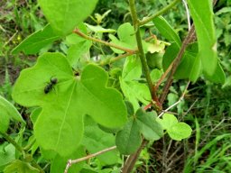 Gossypium herbaceum subsp. africanum leaves