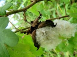 Gossypium herbaceum subsp. africanum presenting its wild cotton 