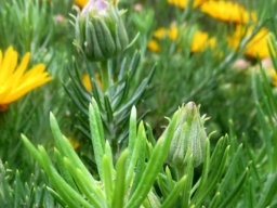 Heterolepis aliena stem-tip achievements