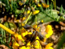 Lebeckia plukenetiana flowers