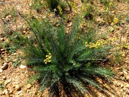Lebeckia plukenetiana