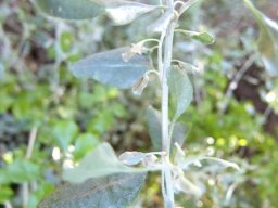 Manochlamys albicans