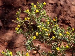 Melolobium candicans