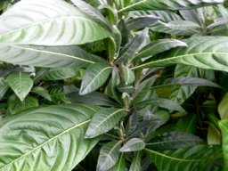 Metarungia galpinii leaves