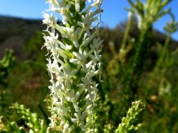 Microdon polygaloides inflorescence