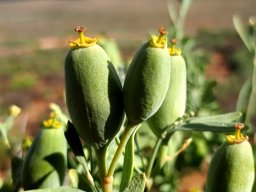 Montinia caryophyllacea, the peperbos fruiting
