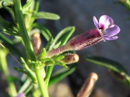Peliostomum leucorrhizum flower