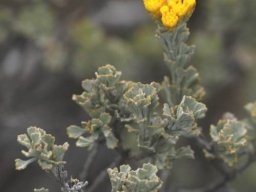 Pentzia dentata flowerheads