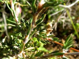 Pharnaceum aurantium leaves