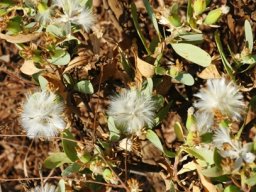Lopholaena coriifolia fluffy fruit