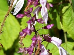 Ocimum labiatum