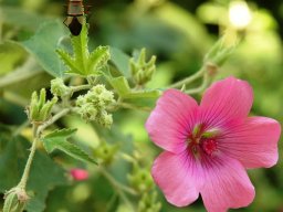 Pavonia flower 