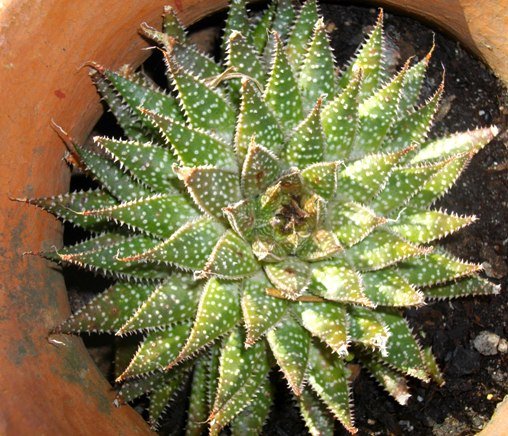 Aristaloe aristata and the fat of the land