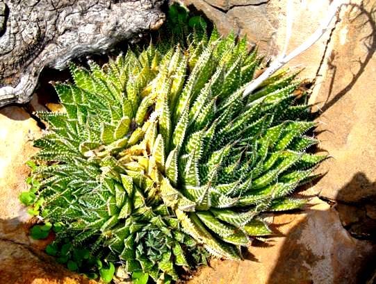 Aristaloe aristata multiple leaf rosettes
