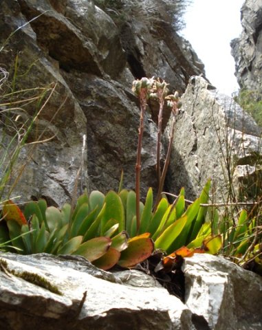 Kumara haemanthifolia