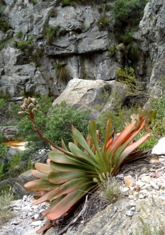 Kumara haemanthifolia unbranched inflorescence