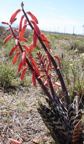 Gonialoe variegata