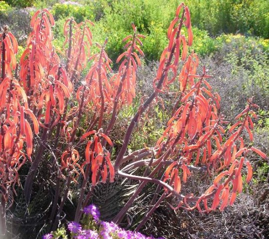 Gonialoe variegata near Oudtshoorn
