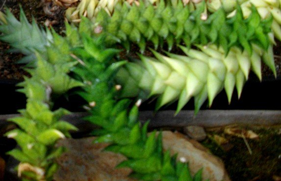 Astroloba corrugata 